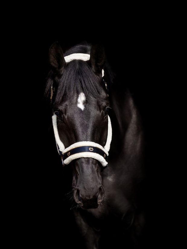 Kantar SatinPro gold Equus Brand